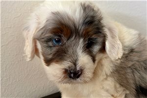 Kohen - puppy for sale