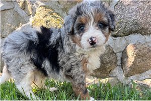 Sydney - puppy for sale