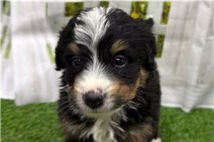 Jamison - puppy for sale