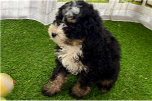 Jamie - Bernedoodle, Mini for sale