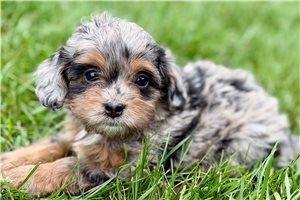 Opal - puppy for sale