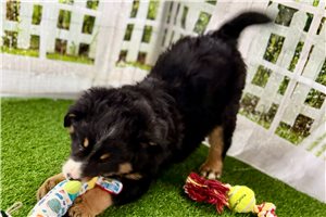 Jacob - Bernedoodle, Mini for sale