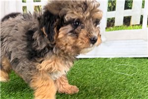 Natalie - puppy for sale