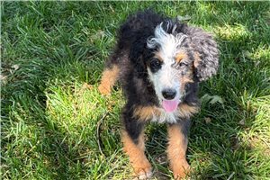 Jasmine - Bernedoodle, Mini for sale