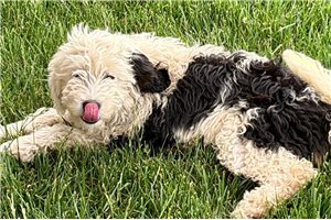 Kamila - Bernedoodle, Mini for sale