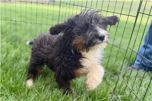 Jimmy - Bernedoodle, Mini for sale