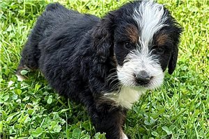 Potter - puppy for sale