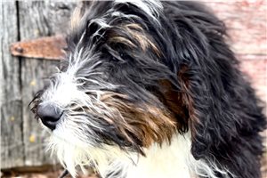 Jimmy - Bernedoodle, Mini for sale