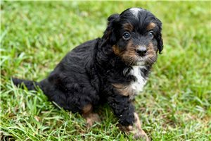 Orbie - puppy for sale