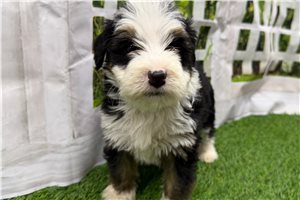 Jules - puppy for sale