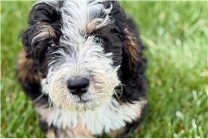 Joey - Bernedoodle, Mini for sale