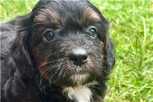 Odie - puppy for sale
