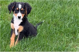 Simone - Mini Bernedoodle for sale