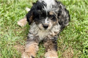 Oakie - Bernedoodle, Mini for sale