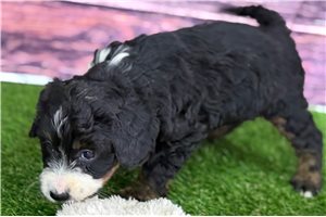 Jade - puppy for sale