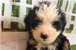Darwin - Bernedoodle, Mini for sale