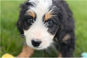 Jesse - Bernedoodle, Mini for sale
