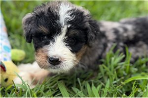 Puck - Bernedoodle for sale