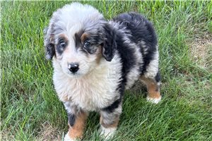Shane - Bernedoodle, Mini for sale