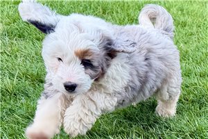 Karter - Bernedoodle, Mini for sale