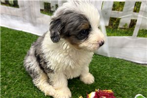 Joey - puppy for sale