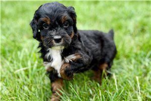Oroe - Bernedoodle, Mini for sale
