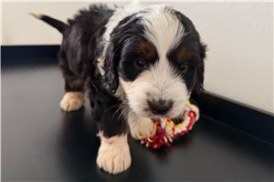 Kade - puppy for sale