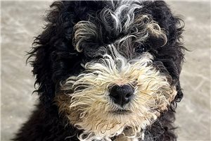 Jamie - Bernedoodle, Mini for sale