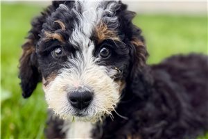 Jackson - Bernedoodle, Mini for sale
