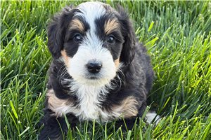 Jonas - puppy for sale