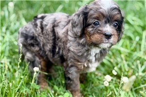 Oscar - puppy for sale
