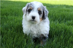 Melody - Mini Bernedoodle for sale