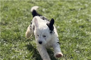 Kamila - Bernedoodle, Mini for sale