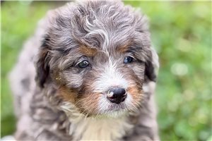 Paisley - puppy for sale