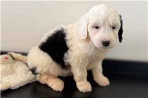 Kamila - puppy for sale
