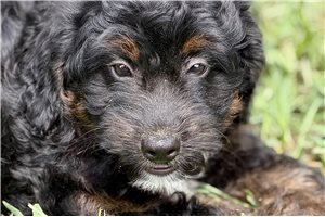 Olive - Bernedoodle, Mini for sale