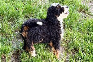 Jackson - Bernedoodle, Mini for sale