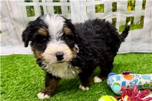 Julian - puppy for sale