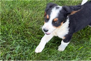 Shelby - Bernedoodle, Mini for sale