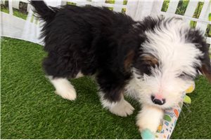 Justin - Bernedoodle, Mini for sale
