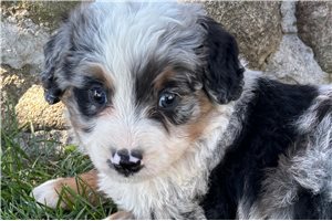 Shane - puppy for sale