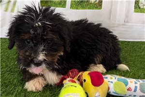 Jimmy - Mini Bernedoodle for sale