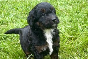 Olive - Bernedoodle, Mini for sale