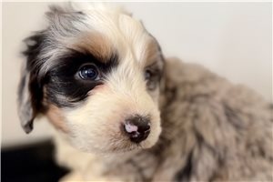 Kyrie - puppy for sale
