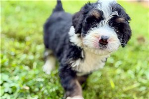 Pandora - Bernedoodle for sale