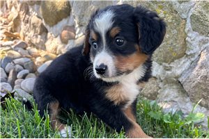 Simone - puppy for sale