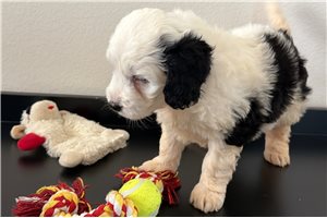 Kamila - Bernedoodle, Mini for sale