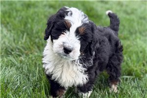 Kade - Bernedoodle, Mini for sale