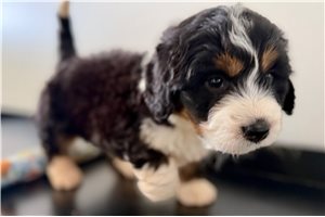 Kenneth - puppy for sale