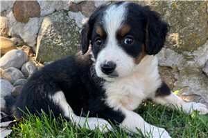 Shelby - puppy for sale